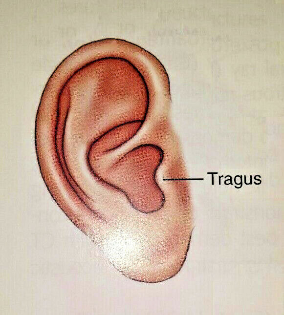 Face Mask Wire Adult Brown Ivory