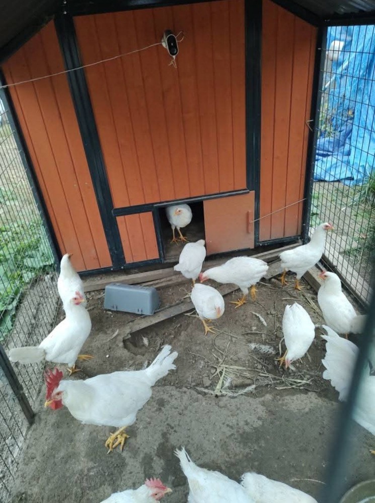 6+ Purebred White Leghorn Chicken Hatching Eggs