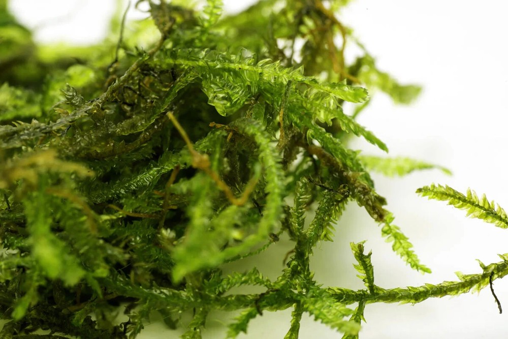 Java Moss / Christmas Moss (20 grams or .70 oz)