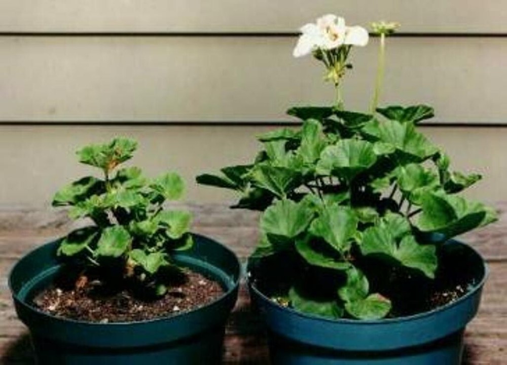 Rootblast - Plant Growth Formula 30lb Bucket