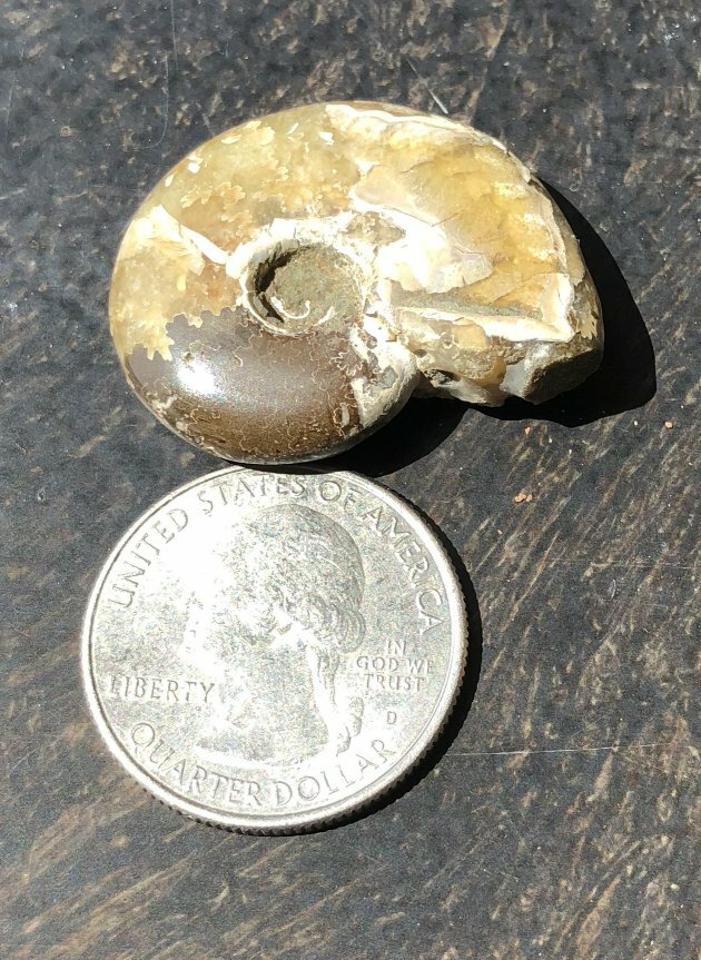 Polished Madagascar Iridescent AMMONITE Specimen - Stability! - C22