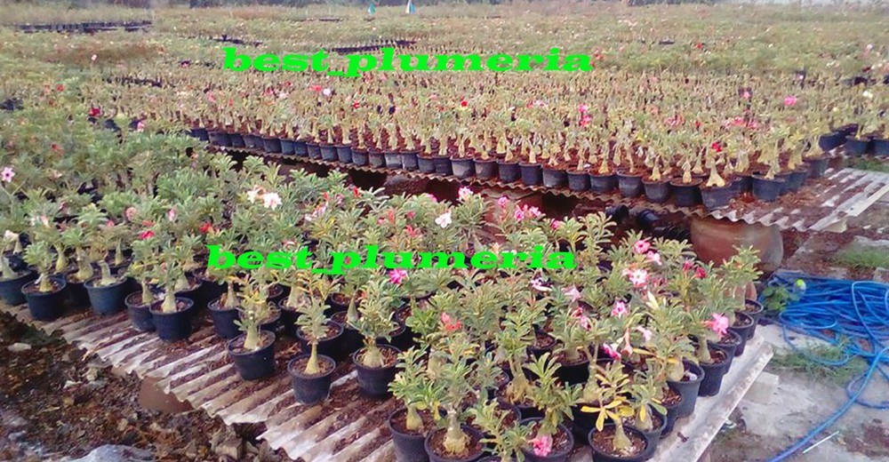 BEAUTIFUL! ADENIUM "Mixed" 6 GRAFTED PLANTS Save Space!