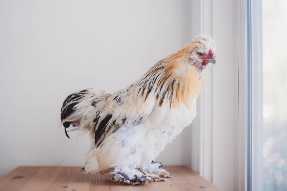 A Dozen Silkie Hatching Eggs