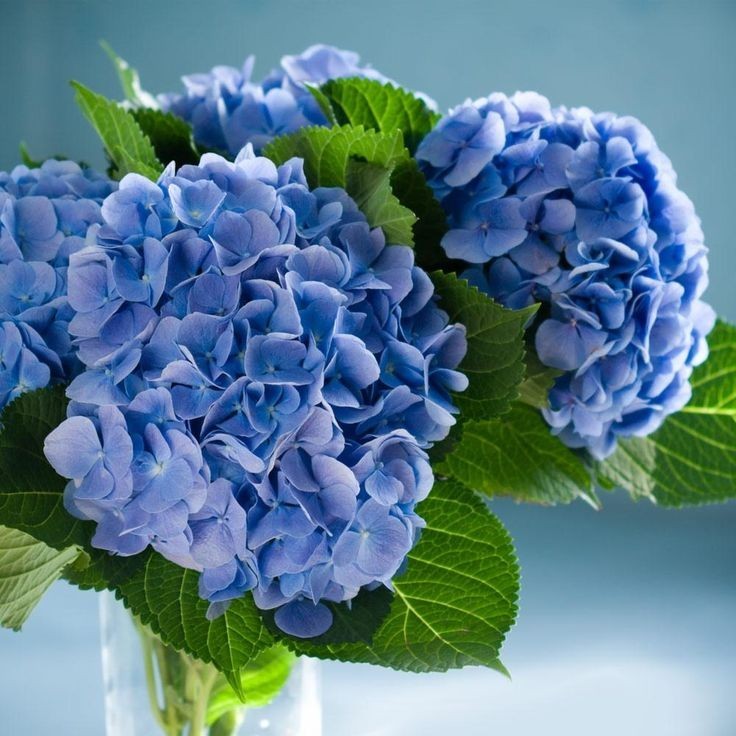 Nikko Blue Hydrangea 25 Plants per bundle Bare-Root 6''-12'' Heigh