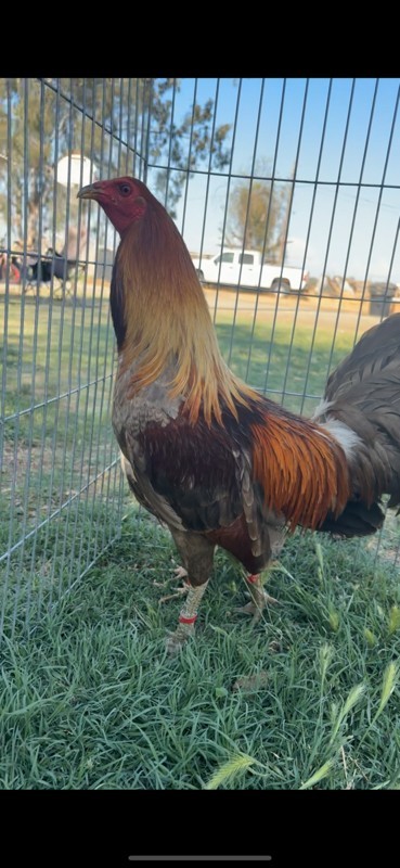 Chicken Hatching Eggs 6 + Spartan Blues