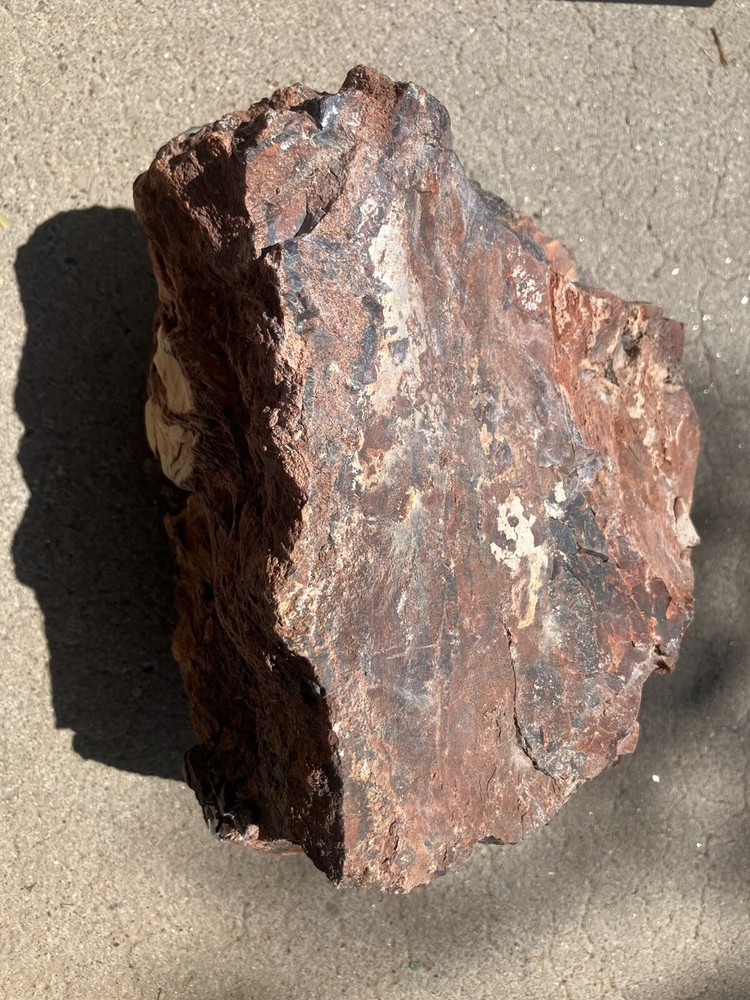 Arizona Petrified Log