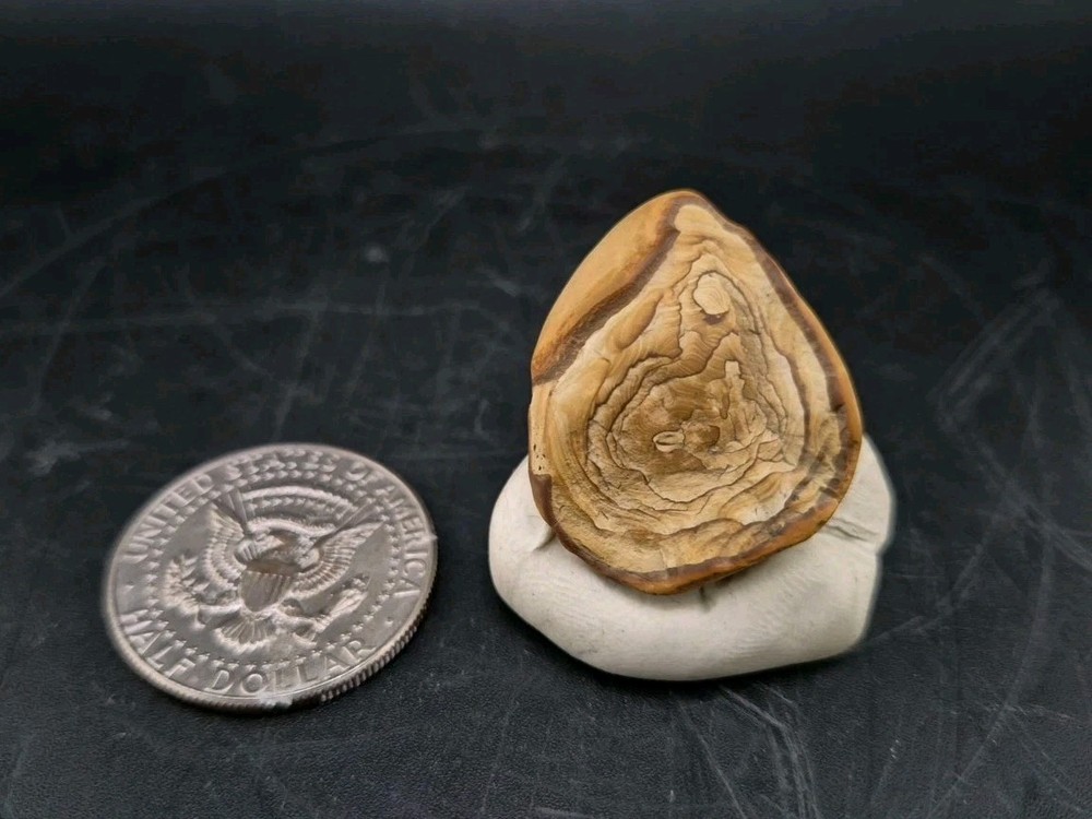 Fossil Seed Pod Pennsylvanian Epoch