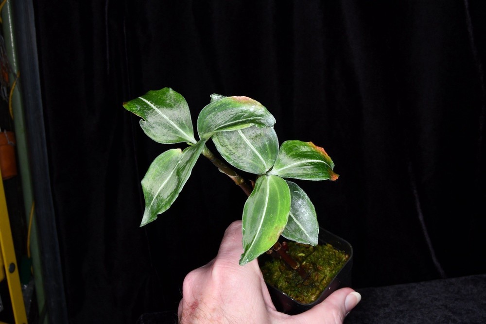 Orchid Species Odontochilus lanceolatus
