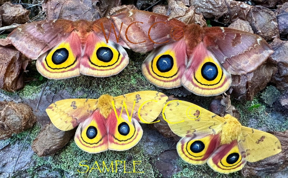 IO MOTH MALE A+++ QUALITY (ONE UNMOUNTED SPECIMEN)