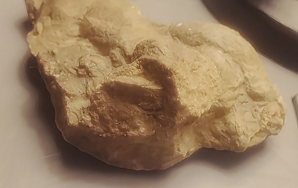 Fossil Geological