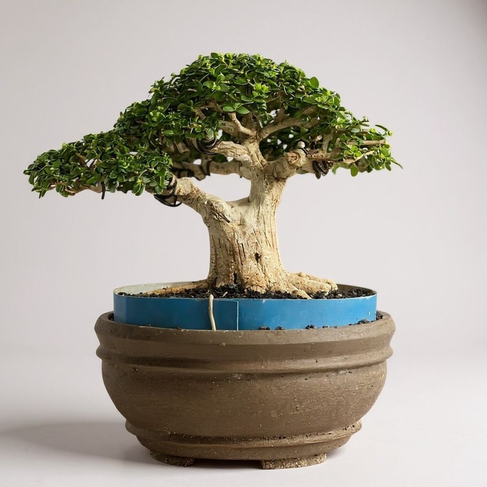 Bonsai Premna Microphylla | Bonsai Tree | Bonsai Small Tree
