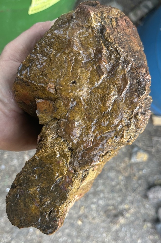 Colorful petrified wood