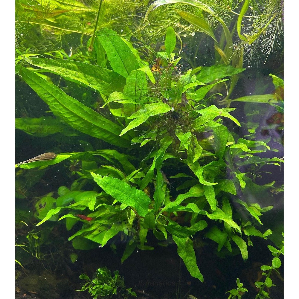 Java Fern Live Aquarium Plant - Beginner Plant
