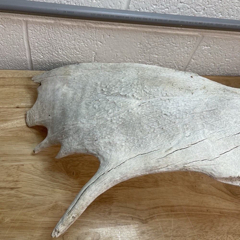 Genuine Moose Antler 30” & 6.95lbs