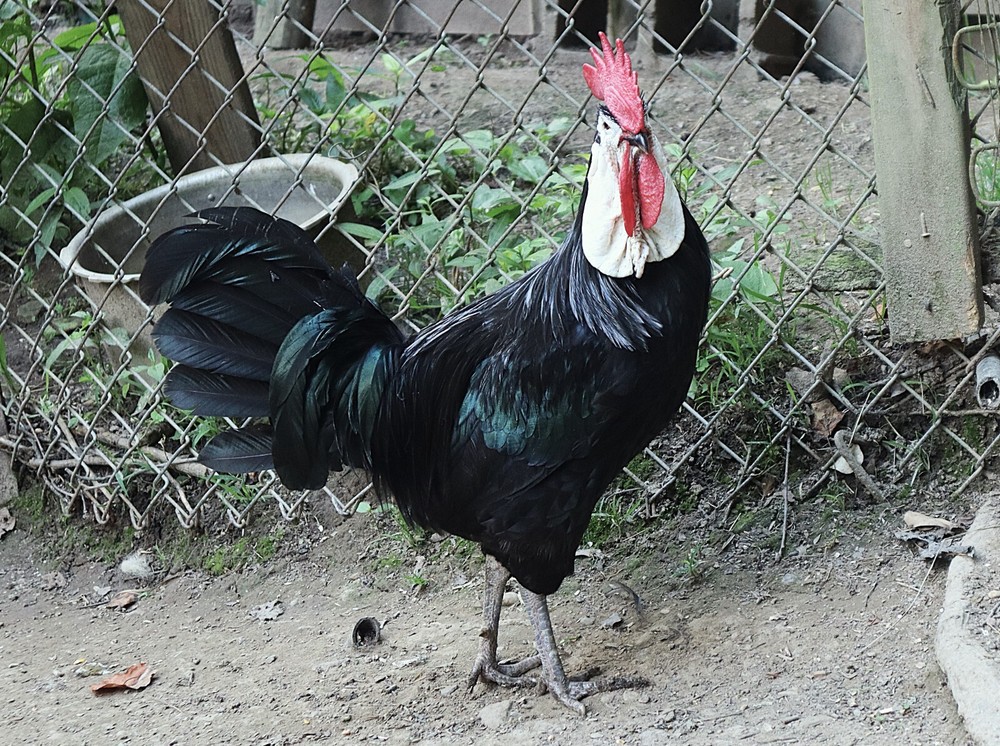 11+1 LF White Face Black Spanish Eggs Imported from Spain