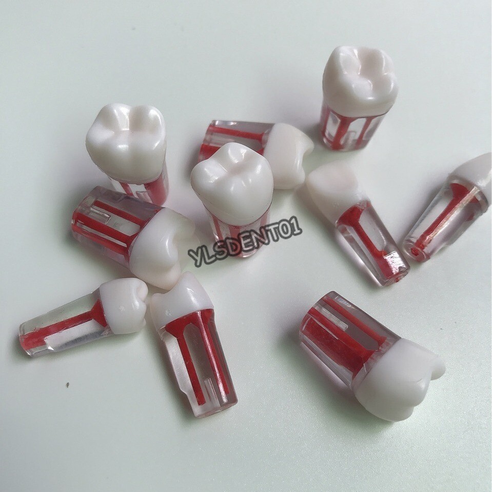 10Pcs Dental Resin Root Canal RCT Practice Model Teeth Pulp Study Nature Size