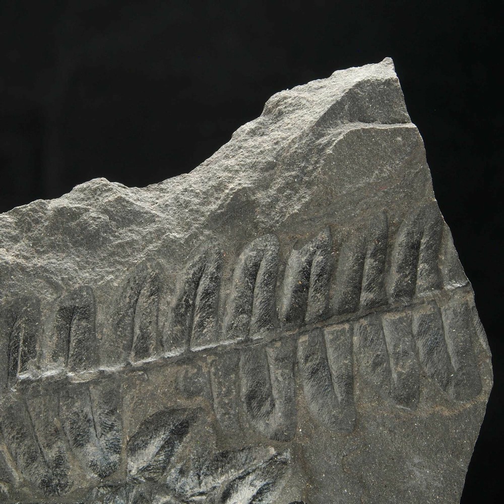 FERN FOSSIL - Carboniferous - Leon - SPAIN  1E8
