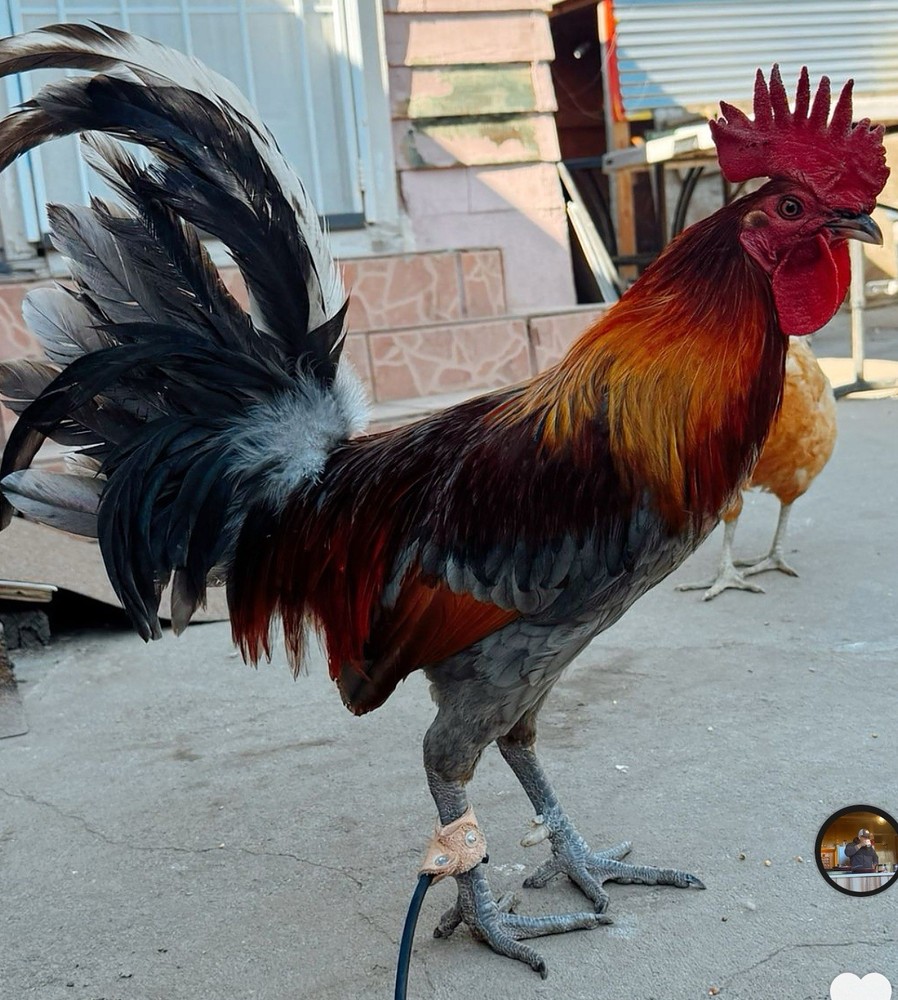 Blue Miner Hatching Eggs 6