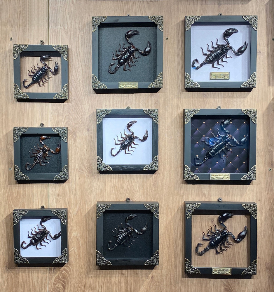 Black Scorpion Framed Gothic Decor For Coffin Shelf Rustic Home Décor
