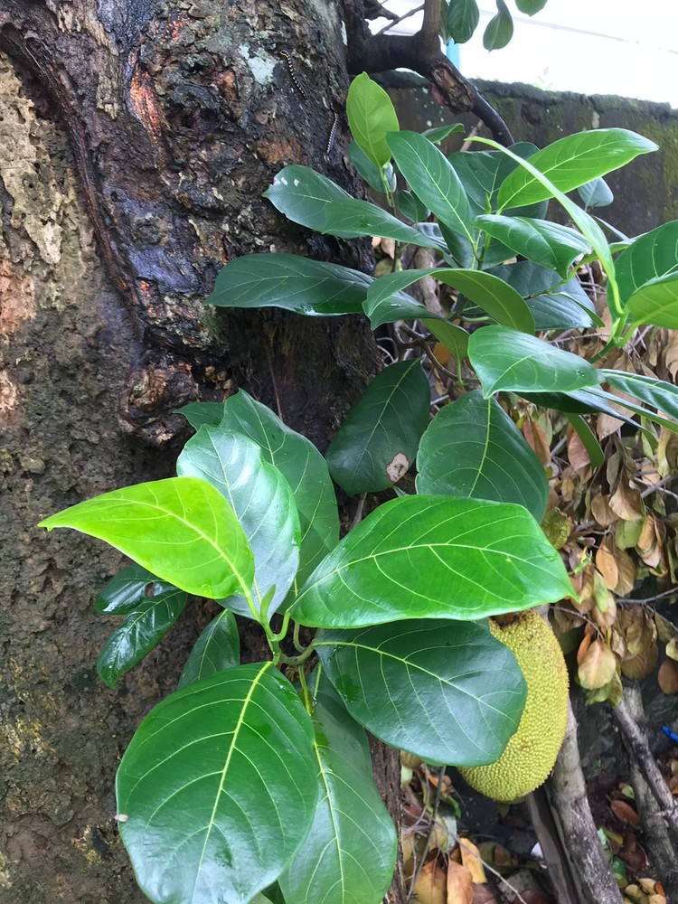 Dried Jackfruit Leaves
