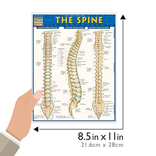 The Spine QuickStudy Laminated Reference Guide (Quick Study Academic)
