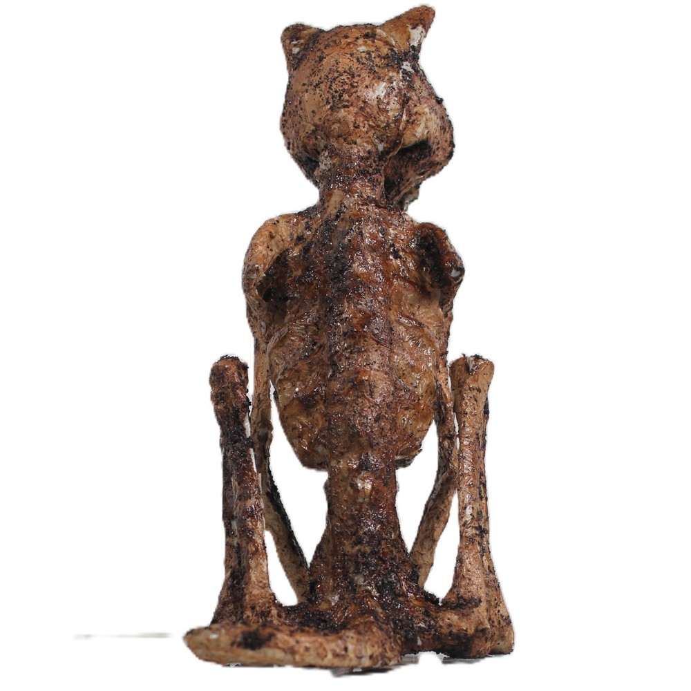 Witch Familiar Halloween Prop