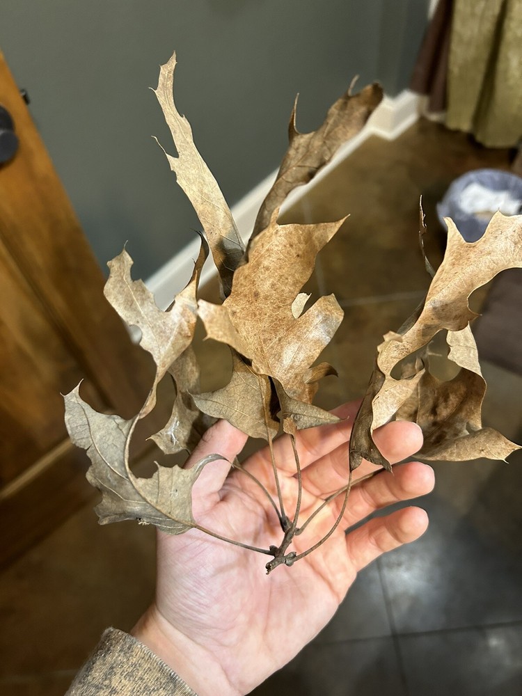 4 Oak Leaves 2 Oak Sticks.