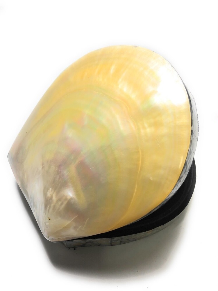 Seashell Keepsake Box Large - Gold - Coastal Decor | #sur28007