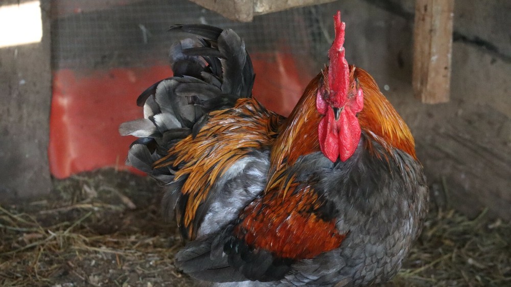 5+ Blue Black Splash (BBS) Marans Hatching Eggs | TN NPIP CERTIFIED