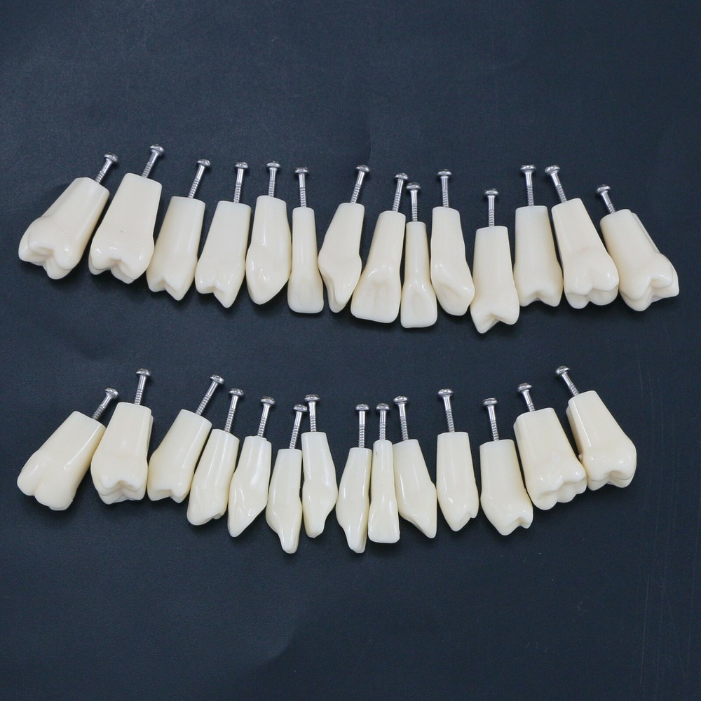 28Pcs Replacement Teeth Upper Lower For Typodont Teeth Model Frasaco AG3 Type US