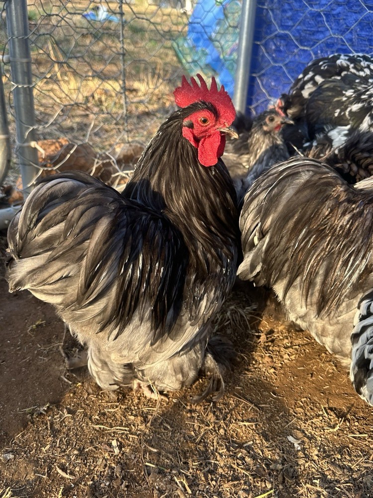 Bantam Cochin blue/black mottled Hatching Eggs