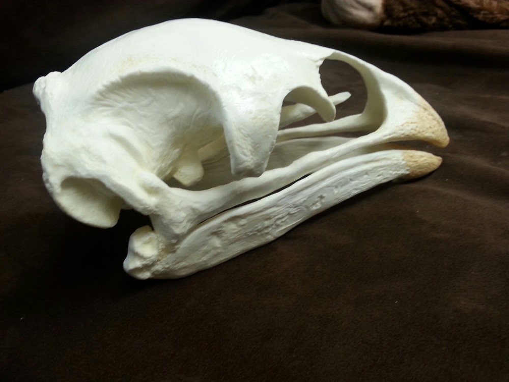Moa Bird Skull Replica