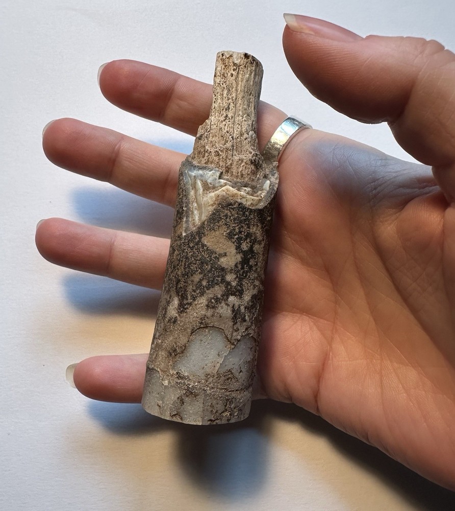 Fossilized Petrified Wood Limb Cast Branch Segment Approx. 4 Inch