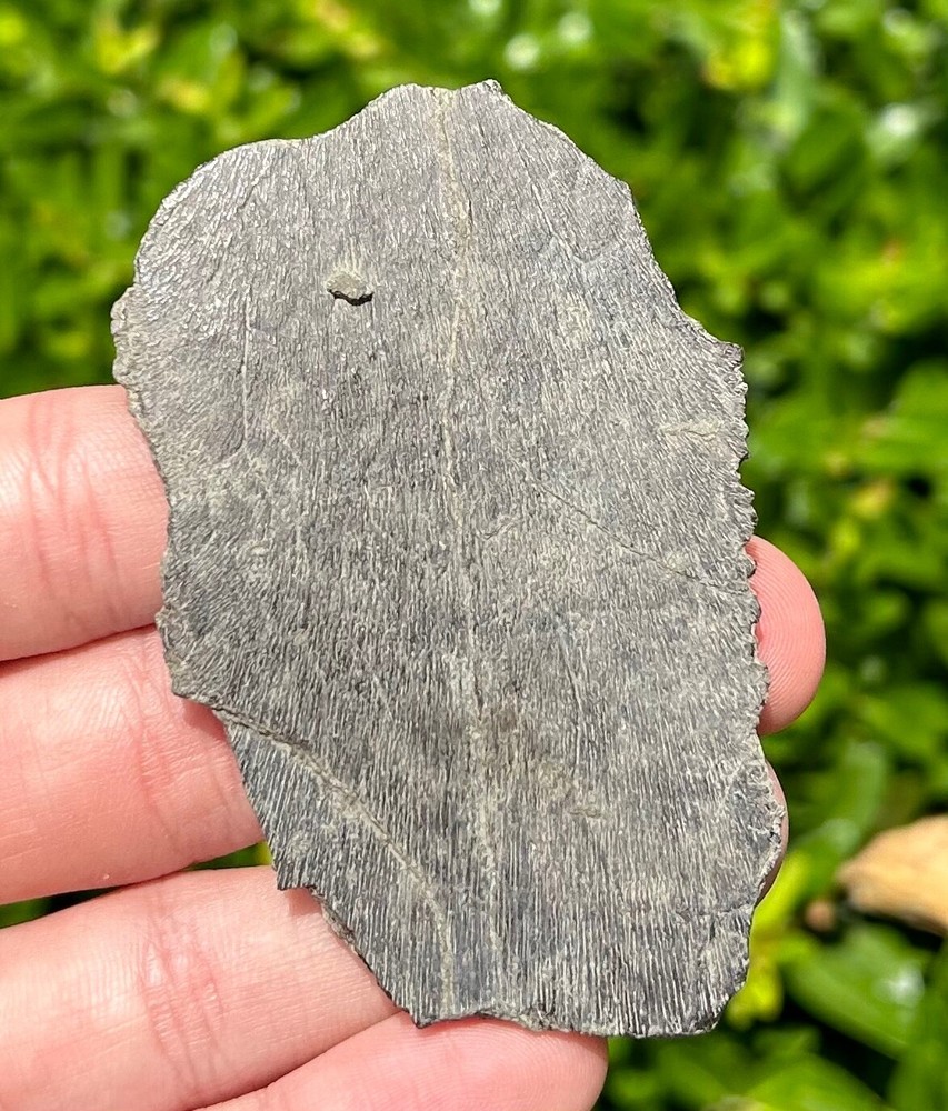 NICE Protostega Fossil Cretaceous Turtle Shell Dinosaur Bones Ozan Formation