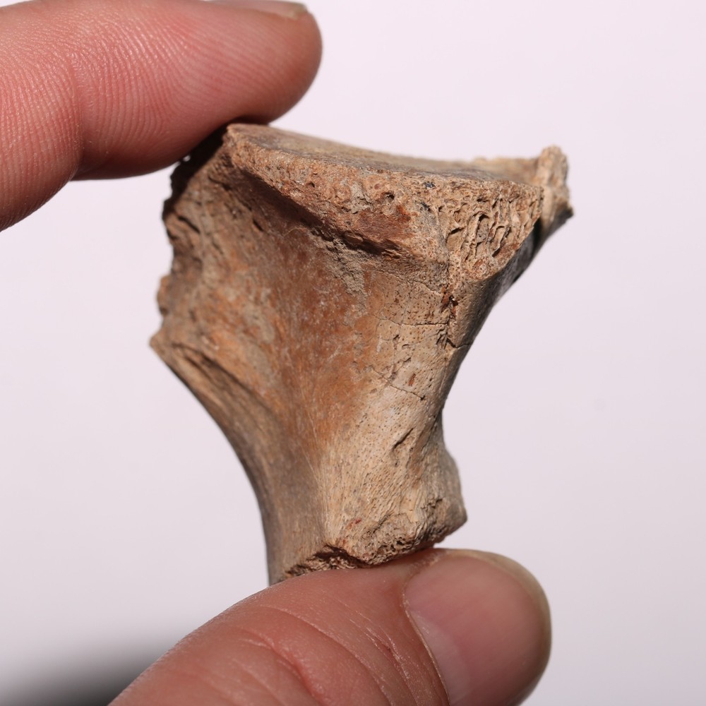 Vertebra Process - Dinosaur Fossil Authentic Cretaceous Hell Creek Formation