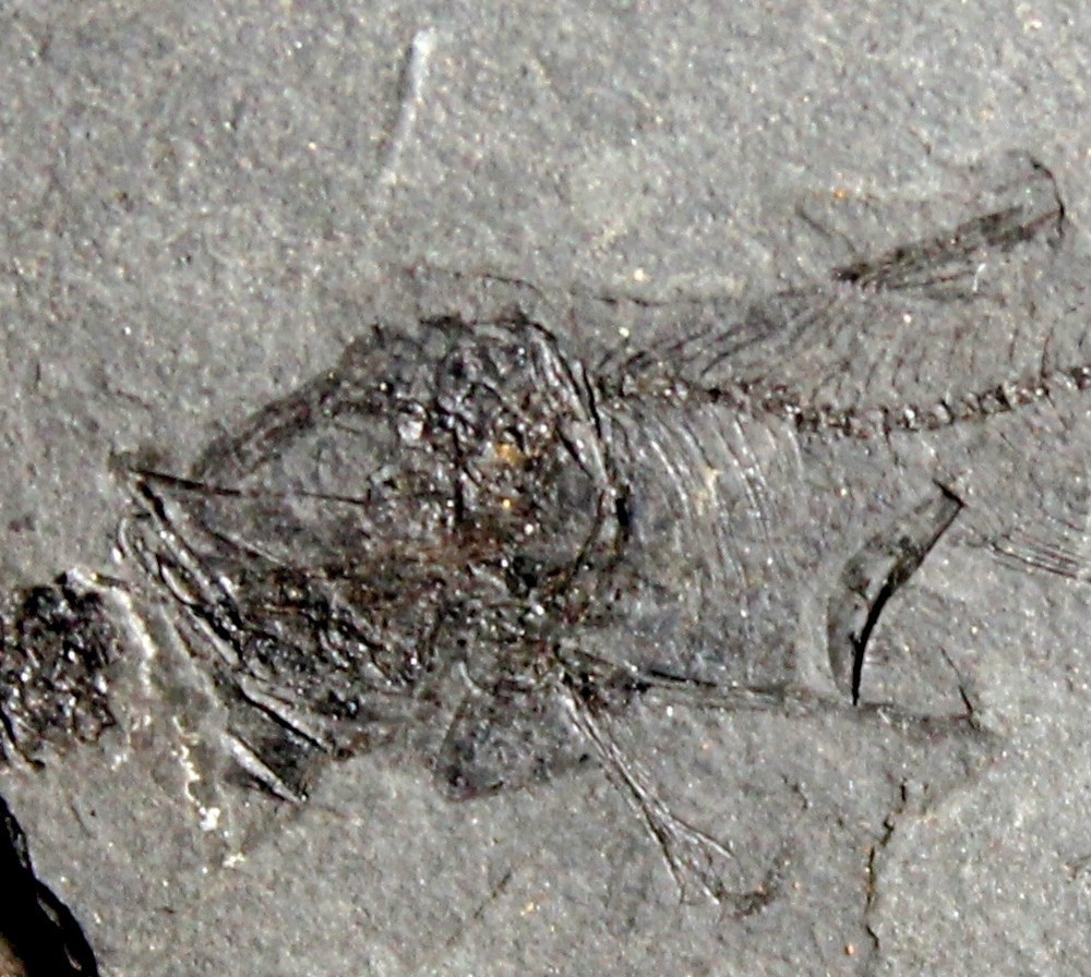 Vinciguerria distincta - Fossil fish