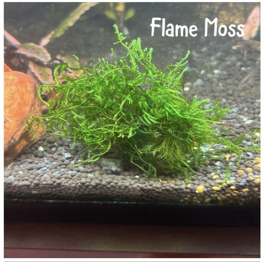 Flame Moss Aquarium Plant