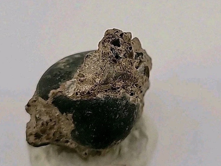 Real Permineralized Reptile Egg Fossil