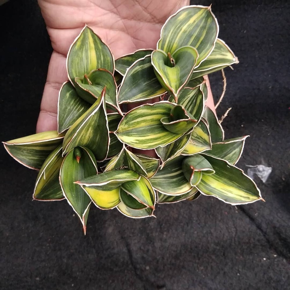 Sansevieria Samurai Dwarf Variegated + Phytosanitary