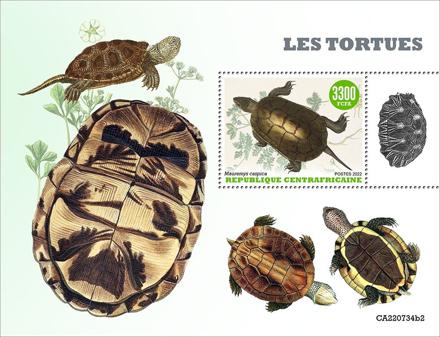 Turtles