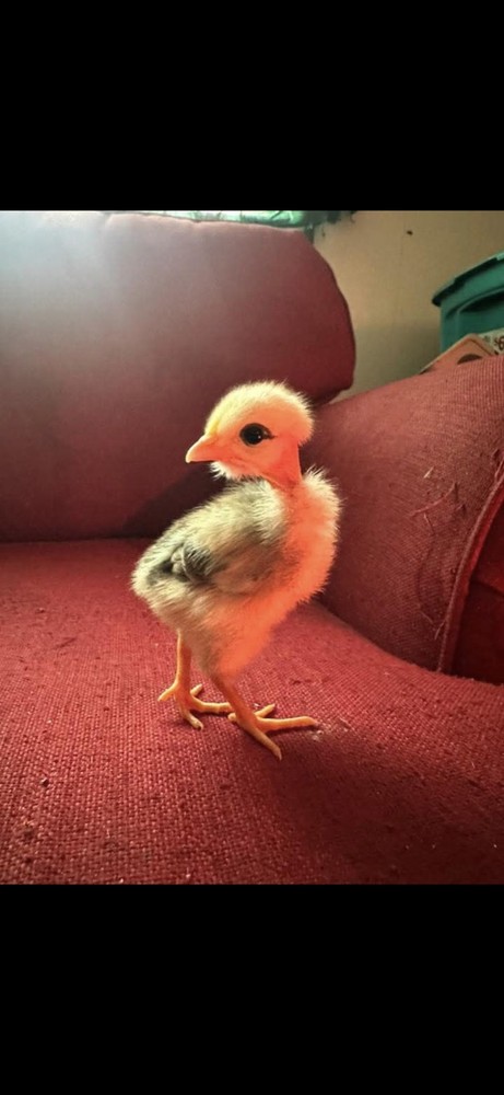 Fertile Bantam Mystery Hatch 12 eggs