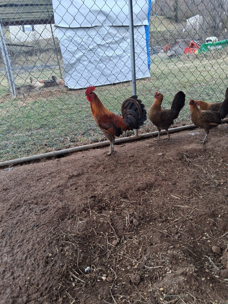 6 Red Quil Pure Hatching Eggs