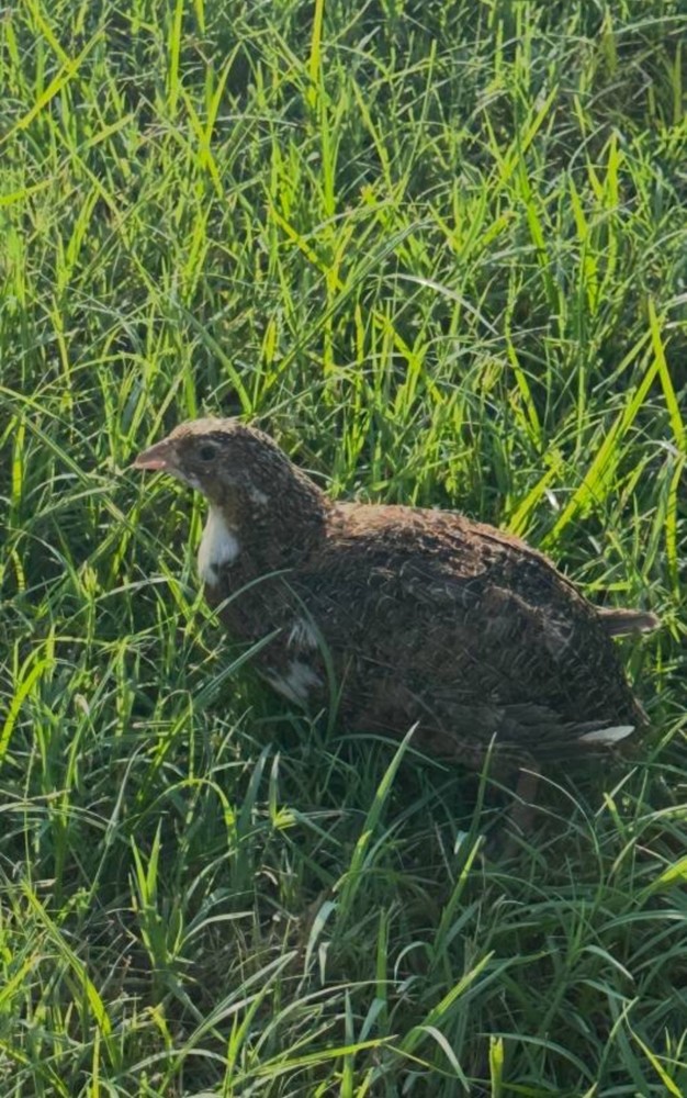 60 Celadon Blue Coturnix Quail Hatching Eggs - 100% BLUE
