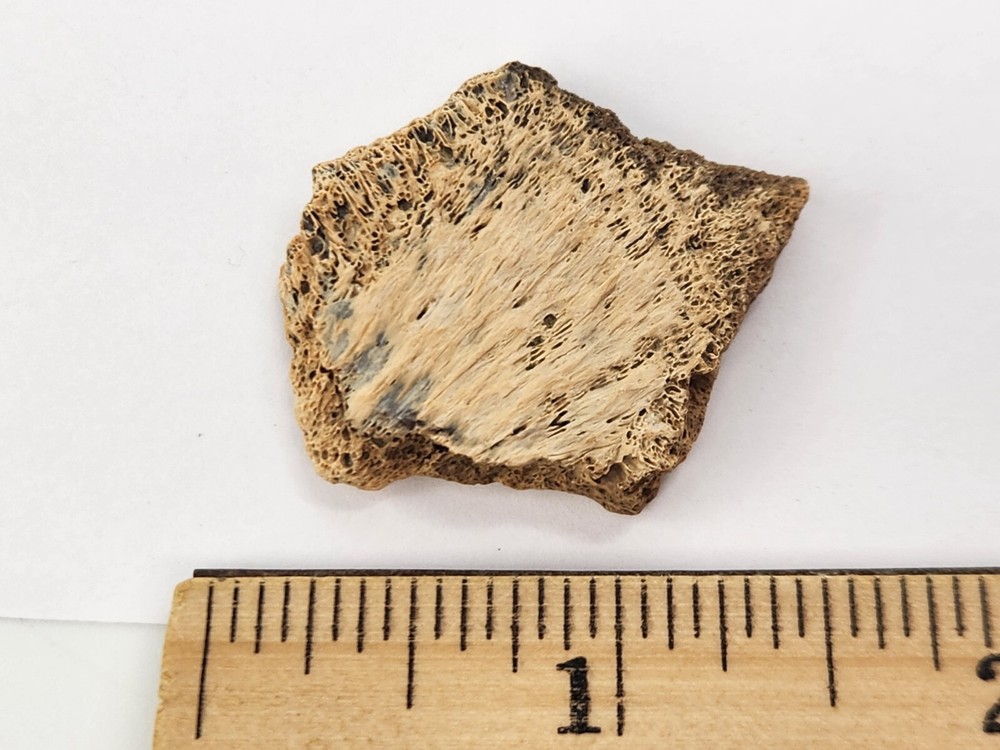 Cretaceous Turtle Shell Fossil - Testudines - Judith River Fm. - Hill Co., MT