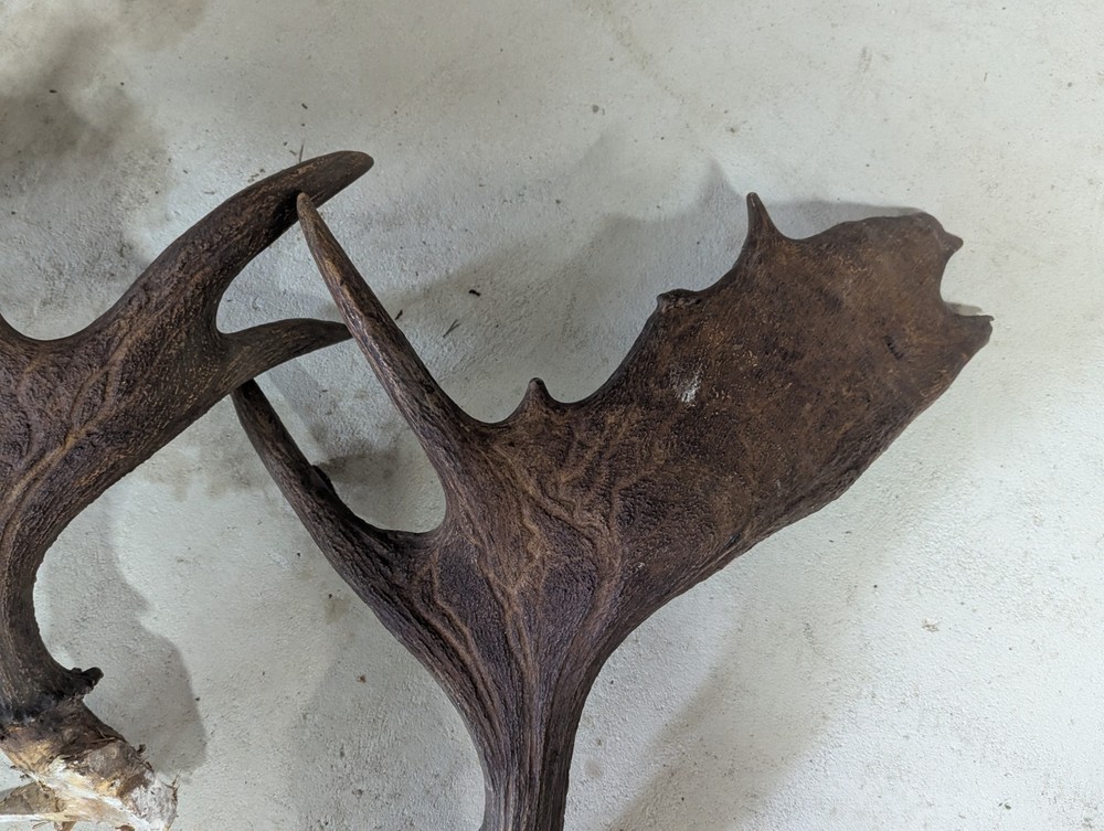 2 Moose Antlers From And Old Mount