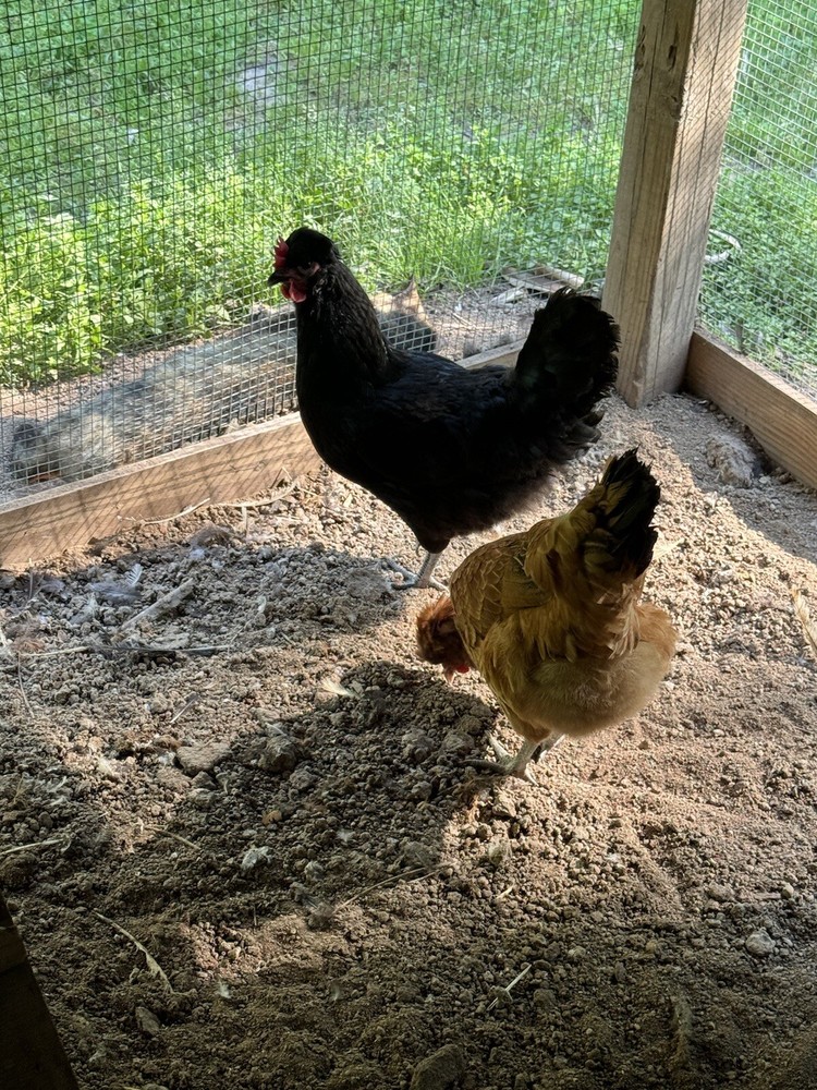 8 Shetland Hen Hatching Eggs🏅🏅Very Rare🏅🏅