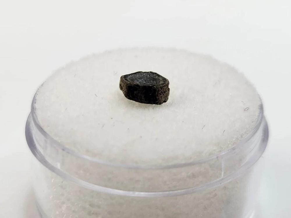 Amia (Bowfin) Vertebra Microfossil - Judith River Fm. - Hill Co., MT