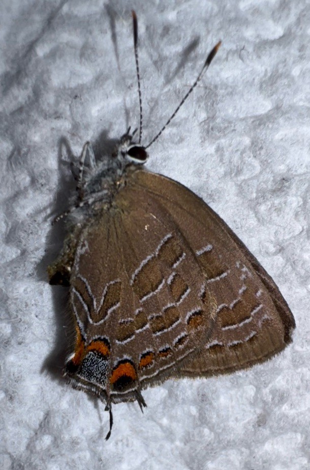 JS - STRIPED HAIRSTREAK - Satyrium liparops 5