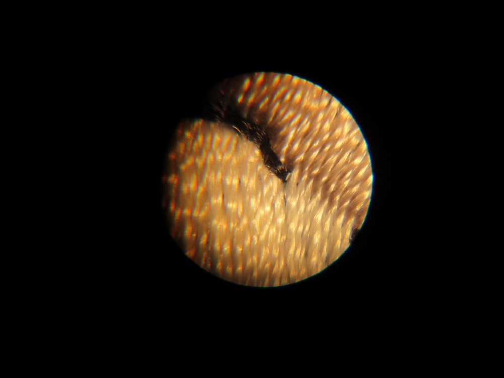 30X Illuminated Pocket Microscope Magnifying Magnifier with Focus Wheel works!