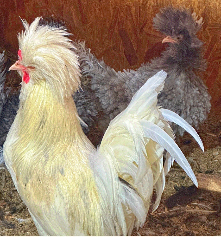 6 Polish Chicken Hatching Eggs (NPIP Certified)